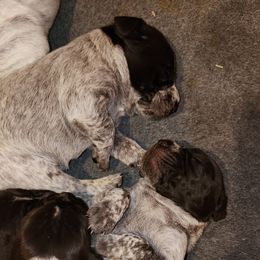 Wirehaired Pointing Griffon Puppies from Idaho Wirehaired Pointing Griffons