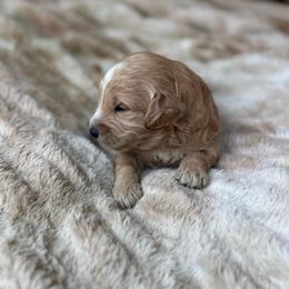 Doughnut - Cream male Goldendoodle puppy in Jacksonville, Florida from Dandelion Doodles