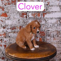 Clover - Red female Cavapoo puppy in Calhoun, Georgia from Happy Top Doodles