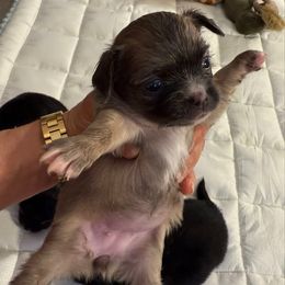 Violet - Silver female Chihuahua puppy in Summerfield, Florida from Uey’s Chihuahuas