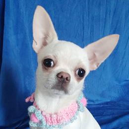 Mercedes - White female Chihuahua puppy in Alaska from Snowy Mountains Chihuahua