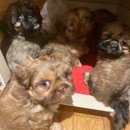 Labradoodles and Shih Tzus from Highland Farm