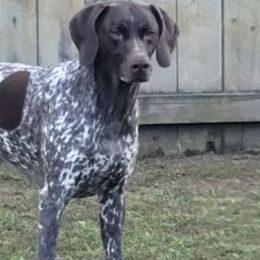 German Shorthaired Pointers from Von Ruann's  GSP's