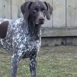 German Shorthaired Pointers from Von Ruann's  GSP's