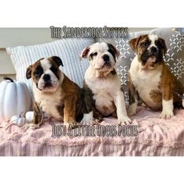 Bulldog and Miniature Australian Shepherd Puppies from RKC English Bulldogs and Mini Aussies