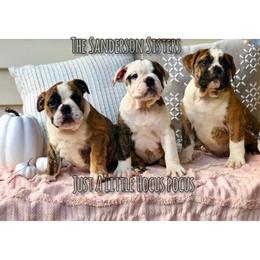Bulldog and Miniature Australian Shepherd Puppies from RKC English Bulldogs and Mini Aussies
