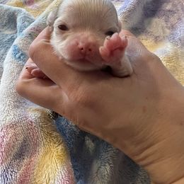 Chihuahua Puppies from Hawk's Eye Homestead