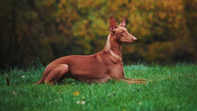 Pharaoh Hound