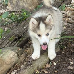 Lucas - Wolf sable male Pomsky puppy in Larue, Arkansas from The Looking Glass Kennel