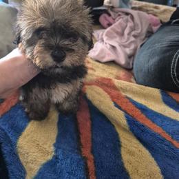 Max - Black & tan tri-color male Maltipoo puppy in Sedro Woolley, Washington from Absher Ranch