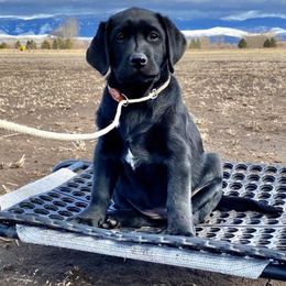 Labrador Retriever Puppies from Lonedove Kennels