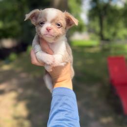 Cosmo - White male Chihuahua puppy in Holt, Michigan from My Crzy Chihuahuas