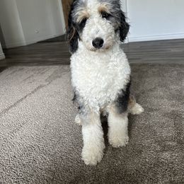 Pepper - Bernedoodle