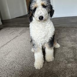 Pepper - Bernedoodle