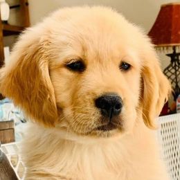 Golden Retrievers from Robertson's Goldens