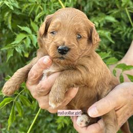 Red collar girl - Apricot female Goldendoodle puppy in Fairfield, California from Twin Sisters Doodles