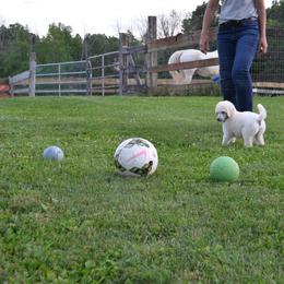 Poodle Puppies from D and D Standard Poodles