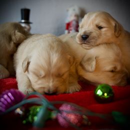 Third Pick - Golden female Golden Retriever puppy in Mc Arthur, California from California Golden Love