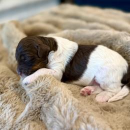 Boa - Brown and white female Bernedoodle puppy in Salt Lake County, Utah from Coco Avenue Pups