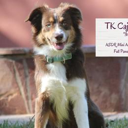 Miniature American Shepherd puppies from TK Standard, Mini, & Toy Aussies