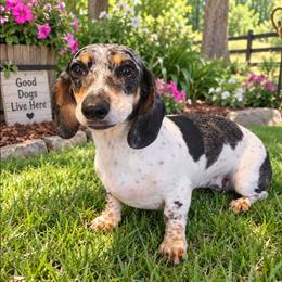 Tilly - Dachshund