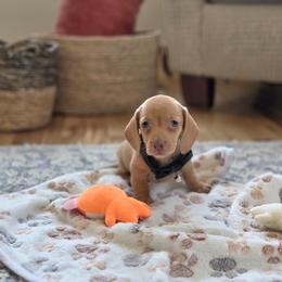 AKC Meet Gil :) - Red male Dachshund puppy in Centerville, Iowa from Barnyard Dachshunds, Dals & Doodles