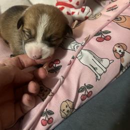 Heart - White and red female Pembroke Welsh Corgi puppy in New Waverly, Texas from Corgie & Cream Paradise