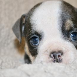 Elfie - Blue tri-color female Bulldog puppy in Zionsville, Indiana from Midwest Bulldogs