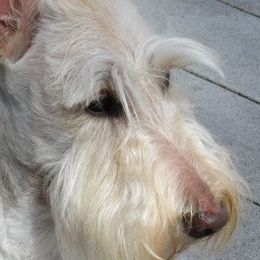 Scottish Terriers from Glendarra Scottish Terriers