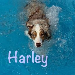 Australian Shepherd All Grown Up from Eileensaussies