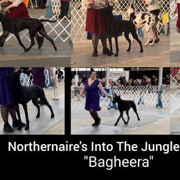 Great Danes from Giants and Munchkins