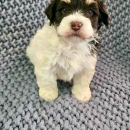 Jose - Chocolate male Havanese puppy in Hawthorne, Florida from Havanese Acres