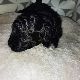 Pekingese and Poodle Puppies from Polk County Peekapoos