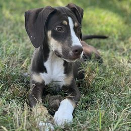 Boy 2 - Chocolate male Catahoula Leopard Dog puppy in Palestine, Texas from Hidden Creek Catahoulas