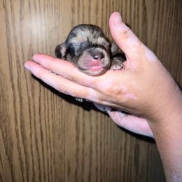 Jagger - Dapple male Dachshund puppy in La Junta, Colorado from Royal King’s Mini Dachshunds