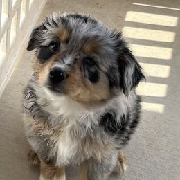 Payton's Princess - Blue merle Miniature Australian Shepherd puppy in Godley, Texas from Nana and Paws Aussies