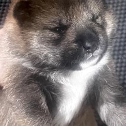 Gift Alpha Litter - Boy 2 (Blue Collar) Temporary Name: Shiawase - Red male Shiba Inu puppy in Brecksville, Ohio from Shomaisou Shiba Inu
