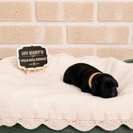 MT Nest's Wild Bill Hickok - Black male Goldendoodle puppy in Clyde, Texas from MTNest Doodles