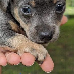 Rat Terriers and Teddy Roosevelt Terriers from Wiggle Wag Kennels