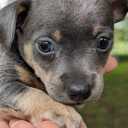 Rat Terriers and Teddy Roosevelt Terriers from Wiggle Wag Kennels