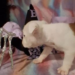 Bulldog Puppies from B-Hive Bulldogs