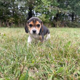 Autumn - Black white and tan female Beagle puppy in St. Cloud, Minnesota from Beagle Blessings