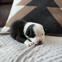 Peep - Black tri male Miniature Australian Shepherd puppy in Cody, Wyoming from Quartz Creek Aussies
