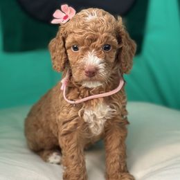 Girl 3 - Goldendoodle puppy in Rialto, California from Bridge City Doodles