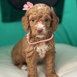 Girl 3 - Goldendoodle puppy in Rialto, California from Bridge City Doodles