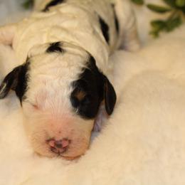 Black Tri Male - Phantom male Poodle puppy in Belgreen, Alabama from Scott’s Farm Poodles and Doodles