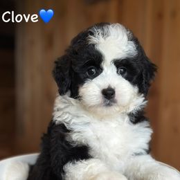 Clove - Black tri-color male Aussiedoodle puppy in Lancaster, Minnesota from Finney Ranch