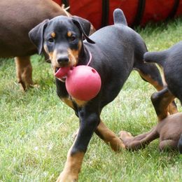 Doberman Pinscher Puppies from Laurel Vail