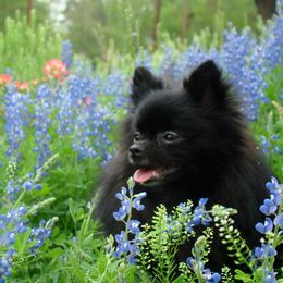 Pomeranians from Dee Dee's Pomeranians