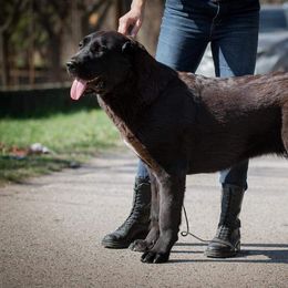 Zafi - Central Asian Shepherd Dog